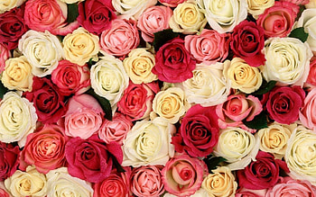 Flowers, Roses, Buds, Lot, Different HD wallpaper