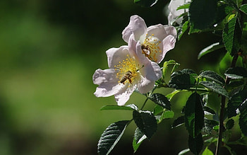 Wild Roses and Bees, bees, flowers, pink, wild roses HD wallpaper