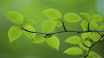 R Green Leaves, branch, branches, leaves, green HD wallpaper