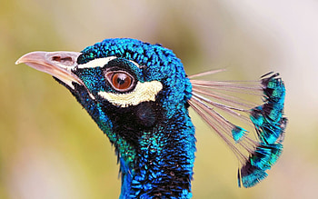 Profile, Peacocks HD wallpaper