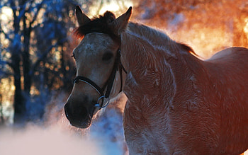 Fog, Animal, Horse, Winter HD wallpaper