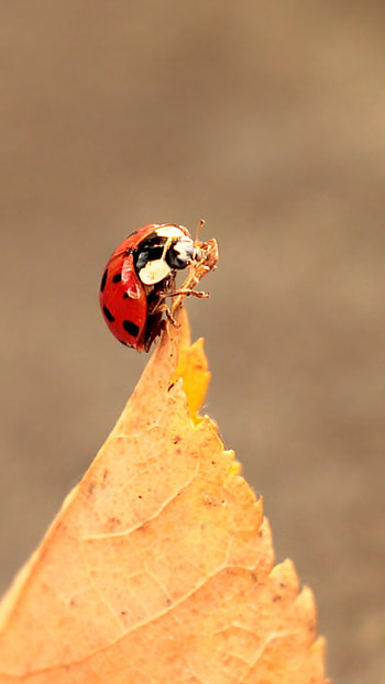 Ladybug leaf fall, Close-up graphy, Nature's symmetry, Vibrant colors HD phone wallpaper