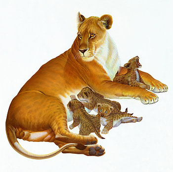 Lioness with cubs, animal, carkes demiguel, leu, pisici, art, cub, big cat, lion, carles demiguel HD wallpaper