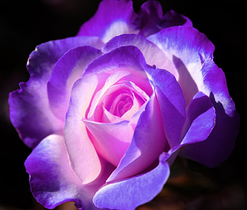 ROSE, PETALS, FLOWER, NATURE, COLORS HD wallpaper