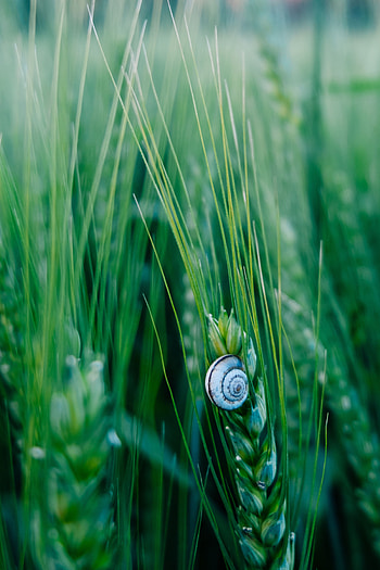 Grass, Macro, Ears, Snail, Spikes, Carapace, Shell HD phone wallpaper