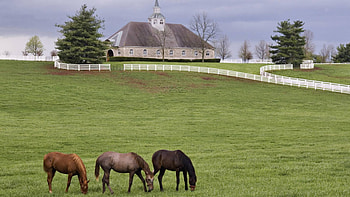donamire horse farm in lexington kentucky, fences, farm, horses, grass HD wallpaper