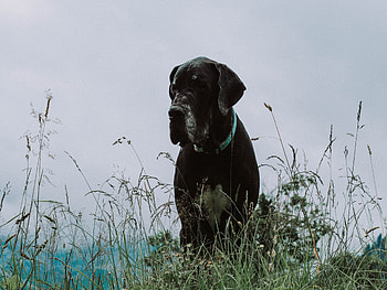 Animals, Grass, Dog, Muzzle, Mastiff, Great Dane HD wallpaper