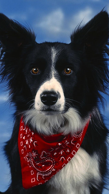 Cartoon Dog, Red Scarf HD phone wallpaper
