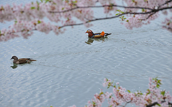 Animals, Flowers, Water, Trees, To Swim, Swim, Mandarin Duck HD wallpaper
