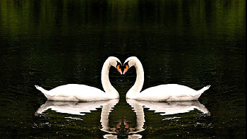 in love, swans, birds, water, love HD wallpaper