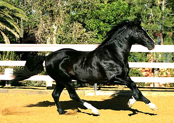 Erudito , spanish, andalusian, horses, black HD wallpaper