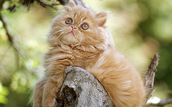 Animals, Cats HD wallpaper