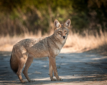 Animals, Muzzle, Predator, Sight, Opinion, Animal, Coyote HD wallpaper