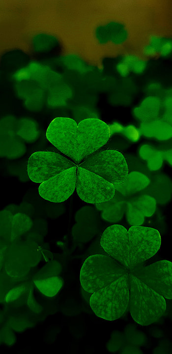 Luck, symbol, petal HD phone wallpaper