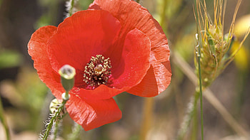 Flower, Macro, Petals, Pollen, Poppy HD wallpaper