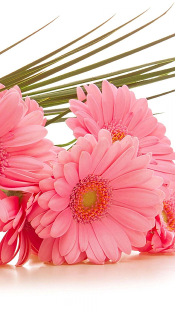 Gerbera Daisy, Beautiful flowers , Flower , Gerbera flower HD phone wallpaper