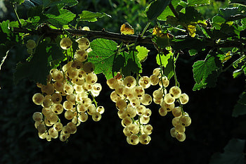 Berries, yellow fruits, bloom HD wallpaper