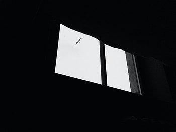 Sky, Miscellanea, Miscellaneous, Bird, Window, Gull, Seagull HD wallpaper