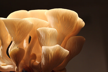 Harvesting oyster mushrooms, Optimal timing, Freshness indicators, Farm-to-table HD wallpaper