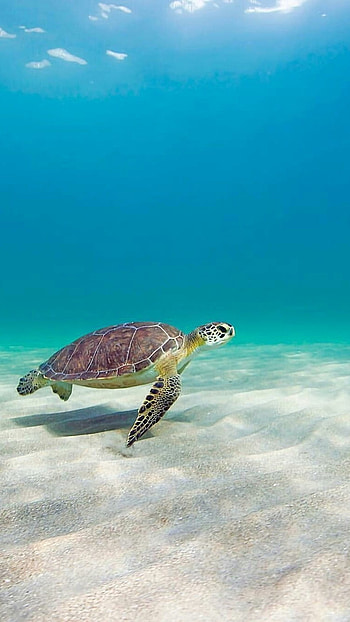 Turtle, Sea, Tortoise HD phone wallpaper