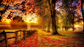 Fall Autumm Leaves Summer Winter Spring Spring . HD wallpaper