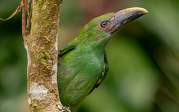 Toucanet, animal, nature, bird HD wallpaper