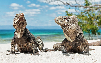 Couple, Iguana HD wallpaper