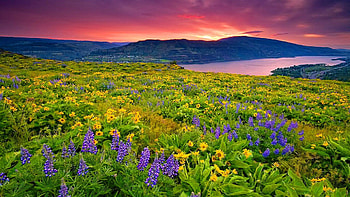 Summer Sunset, hills, blossoms, field, colors, sky, lake HD wallpaper