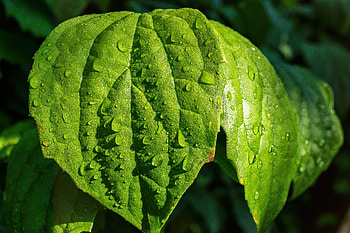 Drops, Macro, Sheet, Leaf, Dew HD wallpaper