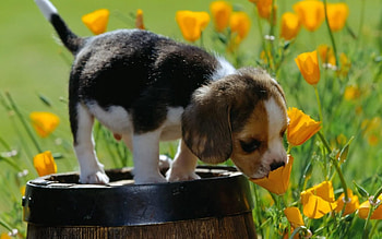 Animals, Flowers, Grass, Spotted, Spotty, Puppy, Beagle, Barrel HD wallpaper