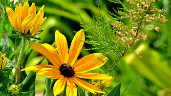Flowers, Grass, Summer, Greens, Solar HD wallpaper