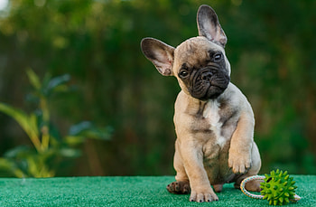 French Bulldog, Dogs HD wallpaper