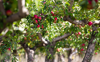 Apple Tree, Apple apples tree, High definition fullscreen, Nature HD wallpaper