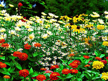 Spring Valley, nature, flowers, spring, valley HD wallpaper