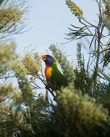 Animals, Parrots, Bright, Bird, Multicolored, Motley, Branches HD phone wallpaper