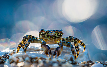 Crab, animal, fish, nature HD wallpaper