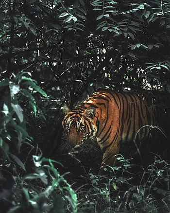 Animals, Bush, Predator, Big Cat, Wildlife, Tiger, Animal HD phone wallpaper