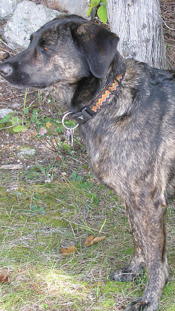 Brindle Dog Breeds, Brindle HD phone wallpaper