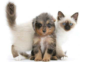 Puppy, Birman HD wallpaper