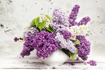 Lilac, flowers HD wallpaper
