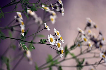Flowers, Camomile, Blur, Smooth HD wallpaper