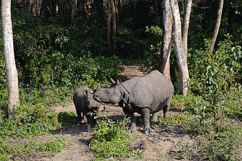 Animals, Forest, Stroll, Family, Rhinos HD wallpaper