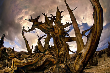 Day of Reckoning, abstract, 3d, clouds, fantasy art, tree HD wallpaper