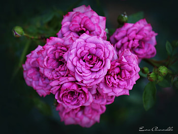 Plants, Flowers, Roses, Violet HD wallpaper