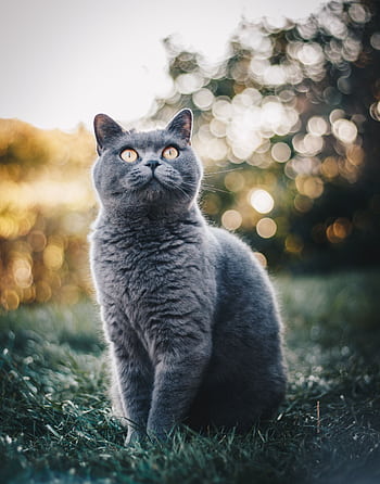 Adorable British Shorthair cat sitting on grass with a serene bokeh background. HD phone wallpaper