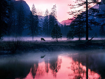Nature, Trees, Lake, Fog, Morning, Elk HD wallpaper