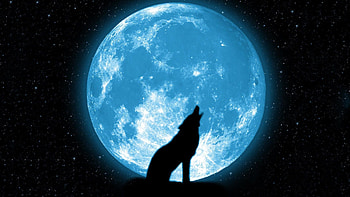 Fire Wolf HD wallpaper