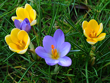 Nature, Flowers, Grass, Crocuses HD wallpaper