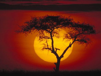 Sunset tree, nature, forest, tree, sunset HD wallpaper