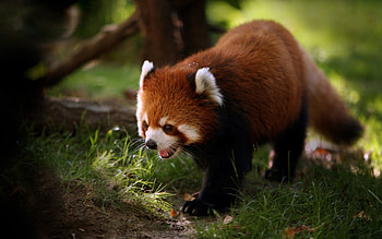 Animals, Muzzle, Stroll, Wool, Red Panda HD wallpaper